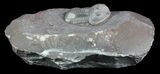 Undescribed Proetid Trilobite From Jorf - Very Inflated #46338-1